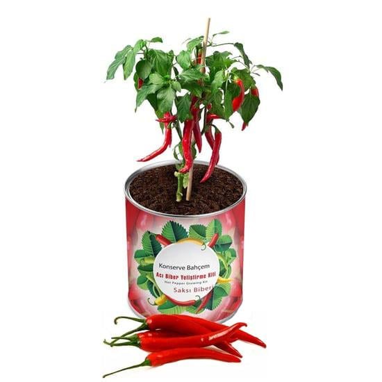 Acı Biber Dikim Kiti