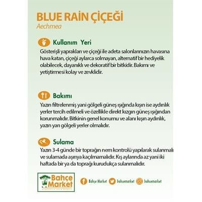 Aechmea Blue Rain Çiçeği