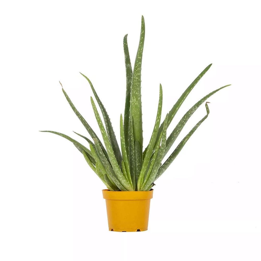 Aloe Vera Yeşil
