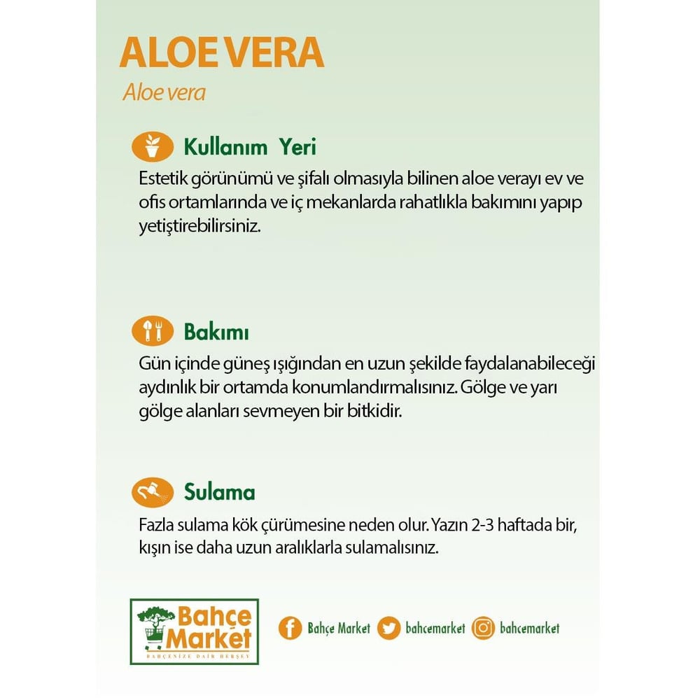 Aloe Vera Yeşil