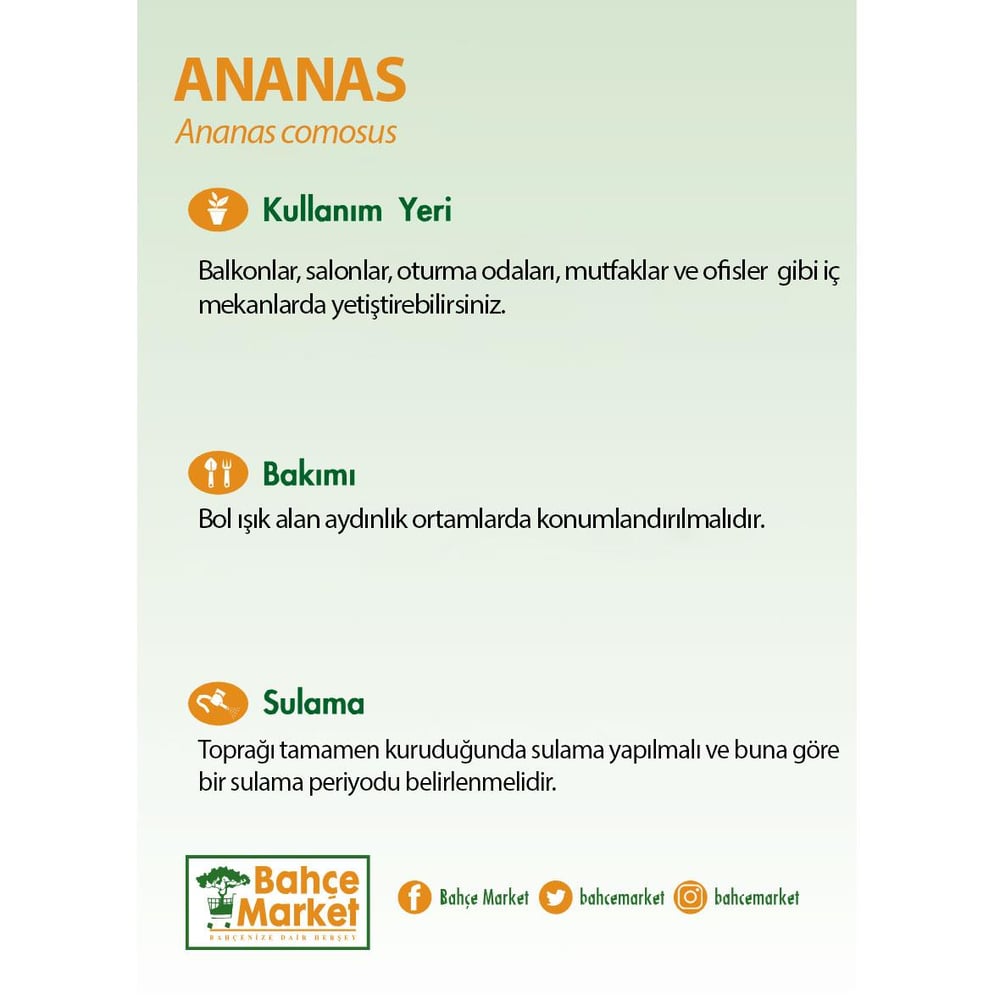 Ananas Yeşil
