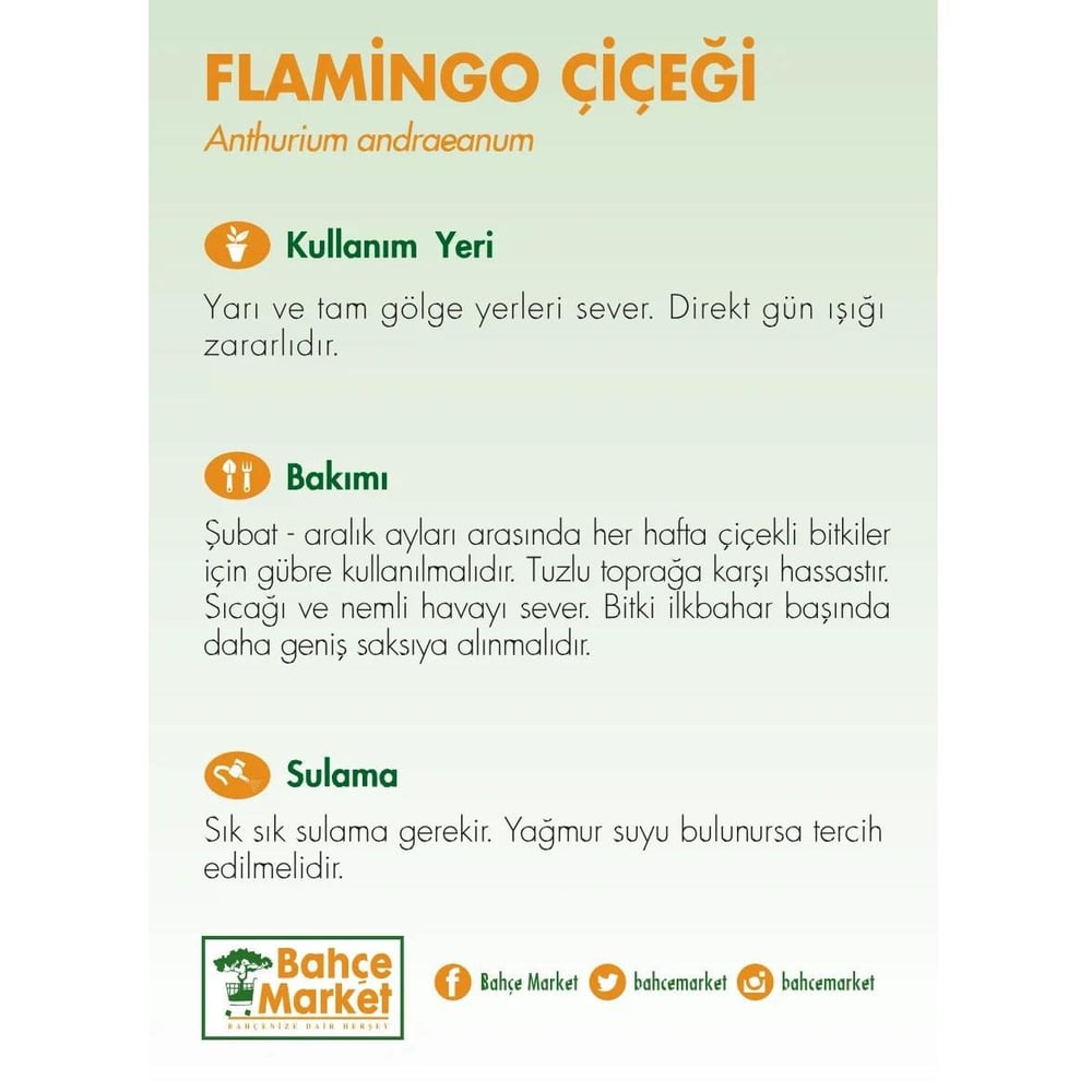 Anthurium - Antoryum (Flamingo Çiçeği) 40 60 Cm