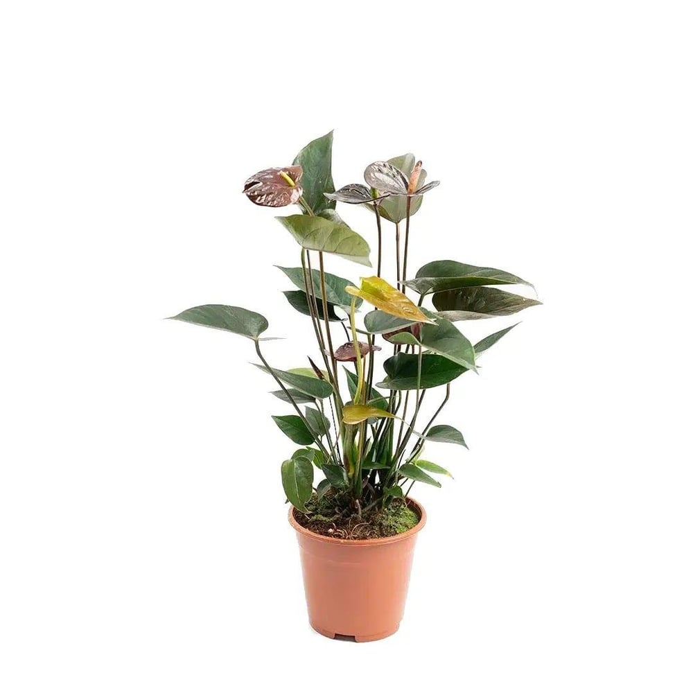 Anthurium - Antoryum (Flamingo Çiçeği) 40 60 Cm