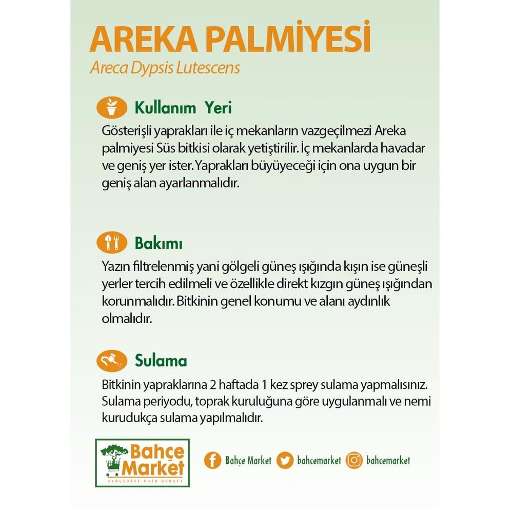 Areka Palmiyesi