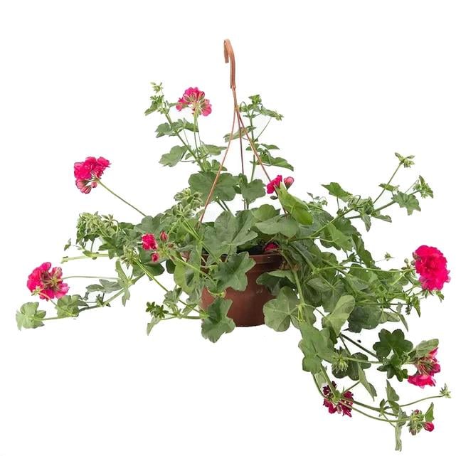 Askılı Sakız Sardunya