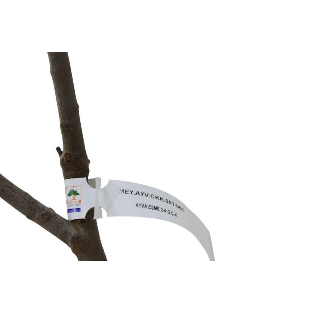 Ayva Fidanı Eşme Çıplak Kök