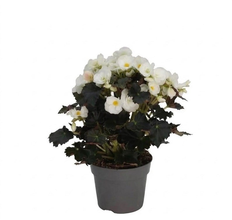 Begonya Çiçeği 30-40 Cm