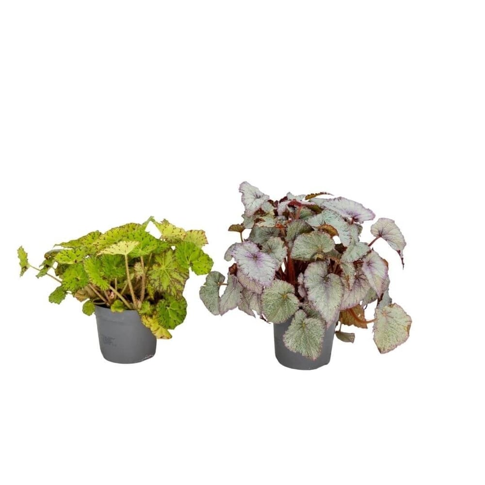 Begonya Rex 20 - 30 Cm