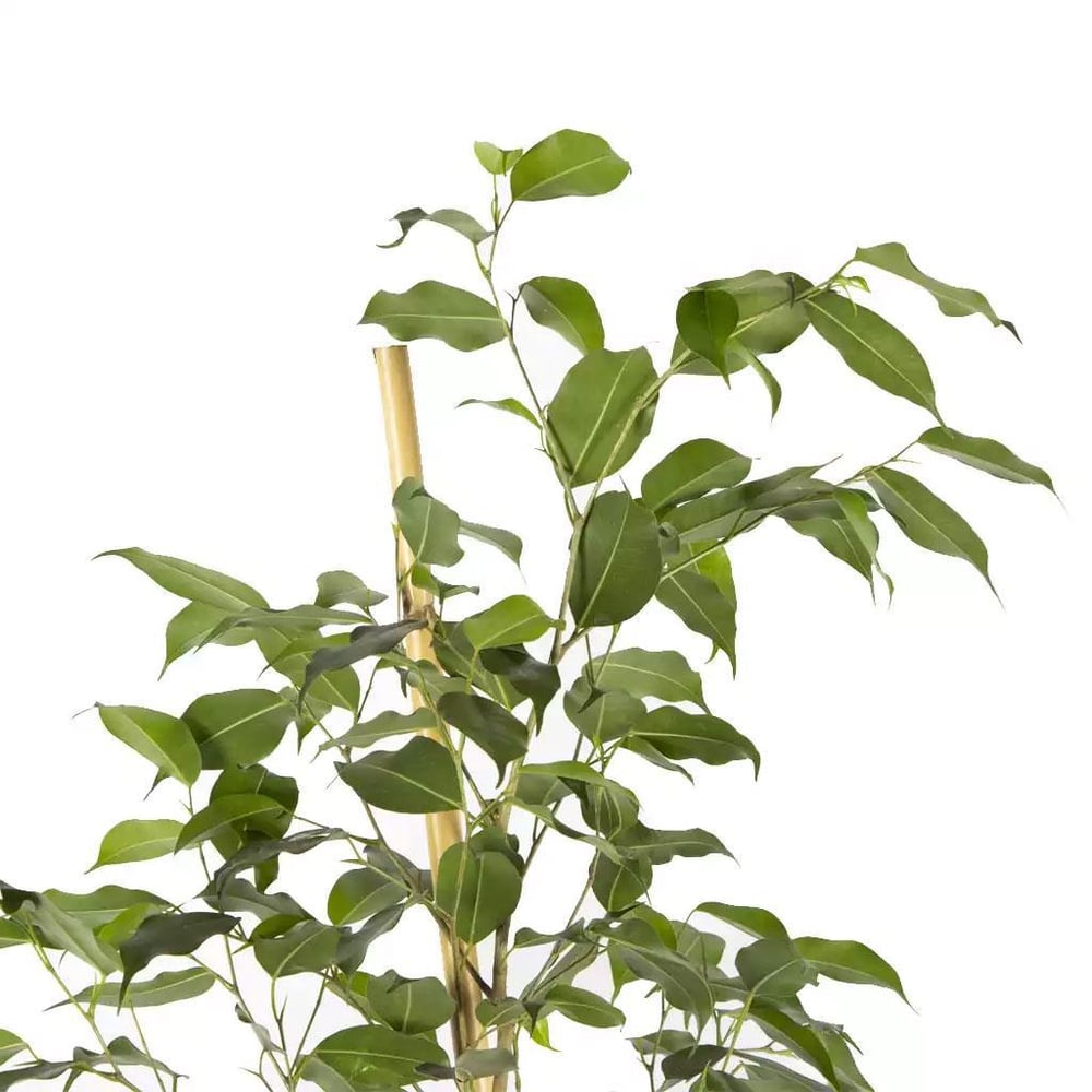 Benjamin 100-125 Cm Yeşil