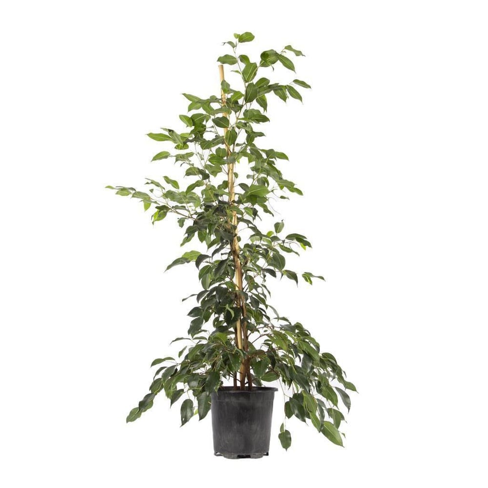 Benjamin 100-125 Cm Yeşil