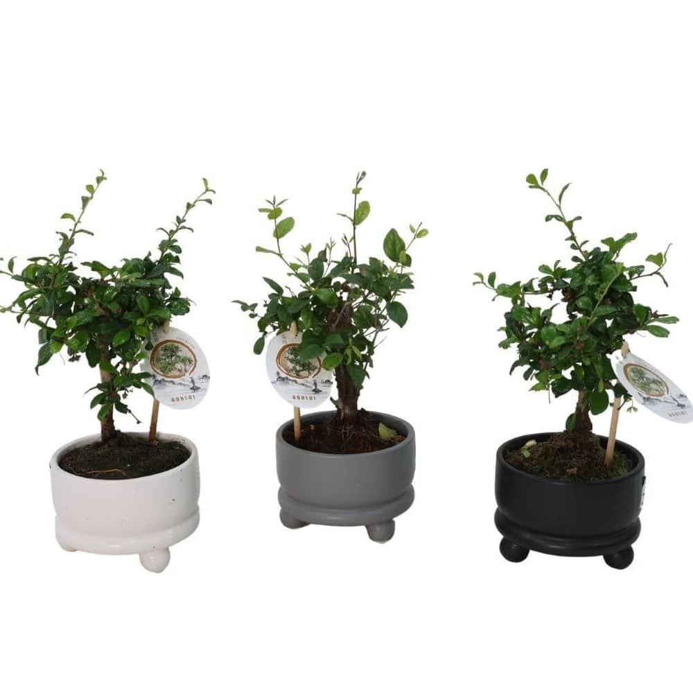 Bonsai 20-30 Cm
