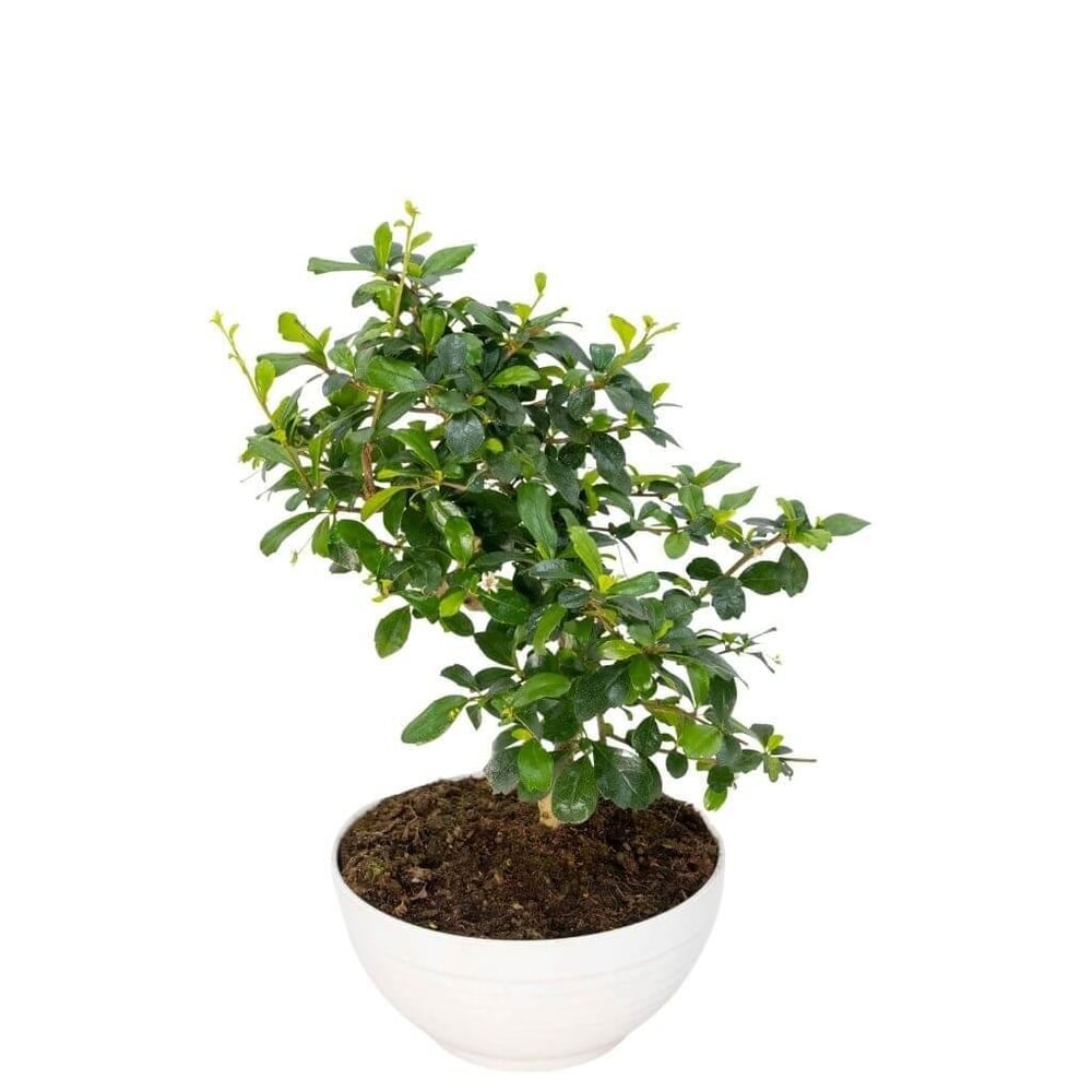 Bonsai Carmona Yeşil