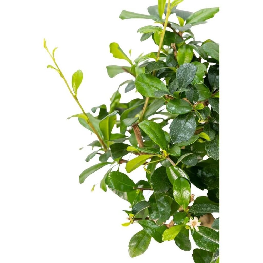 Bonsai Carmona Yeşil