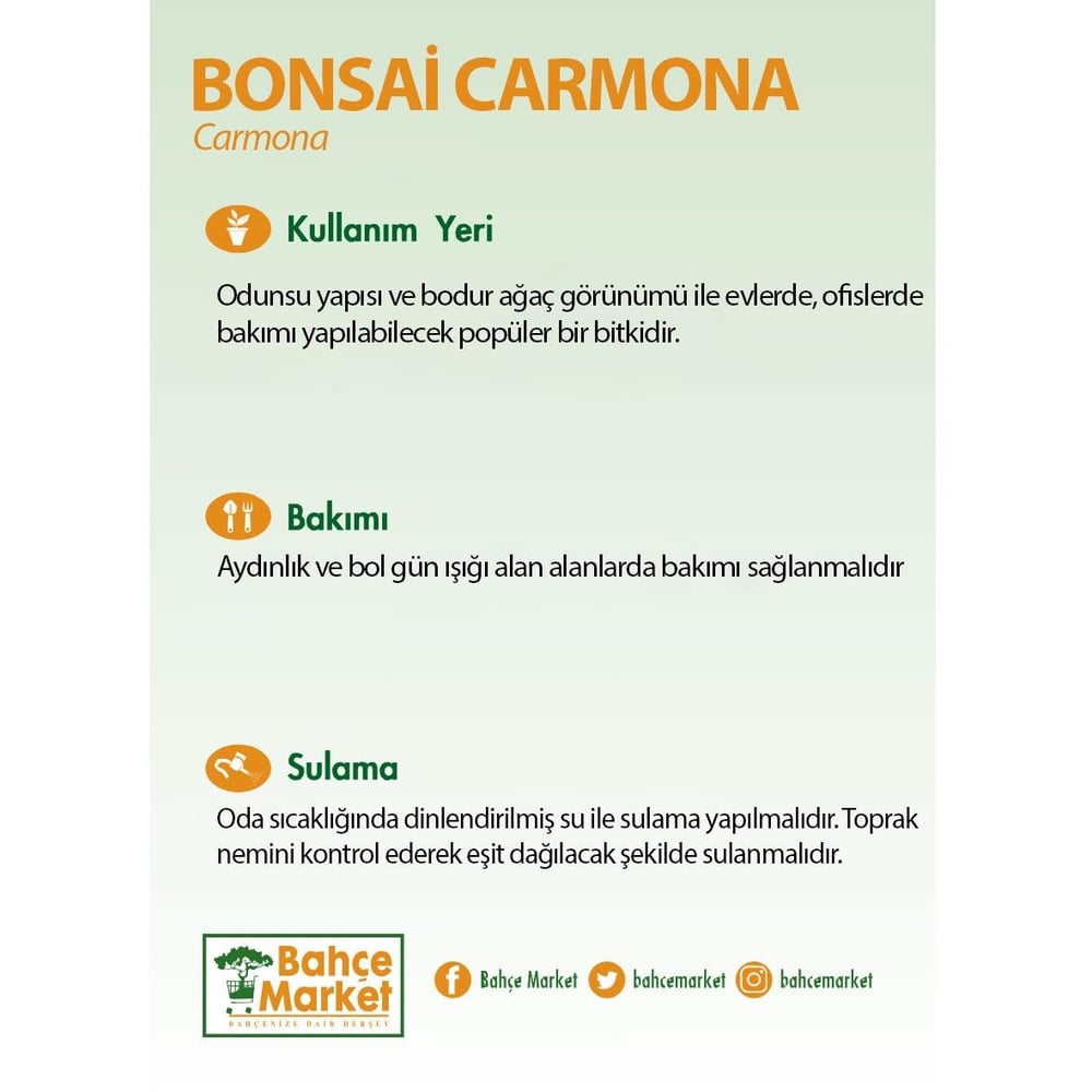Bonsai Carmona Yeşil
