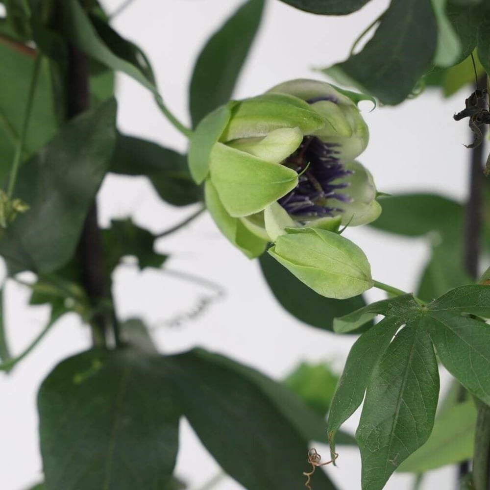 Çarkıfelek Çiçeği (Passiflora)