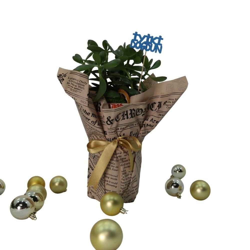 Crassula Hediye Paketli