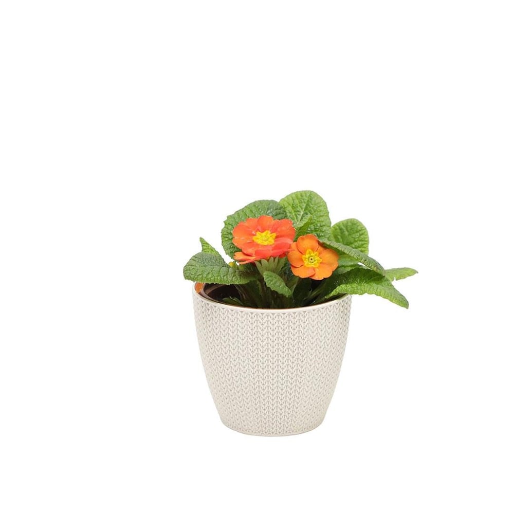 Çuha Çiçeği 10 - 15 Cm