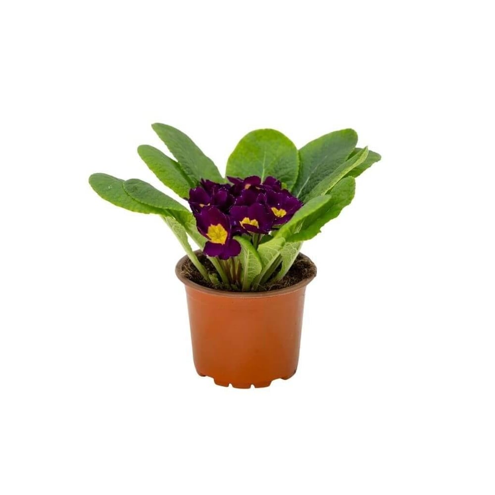 Çuha Çiçeği 10 - 15 Cm