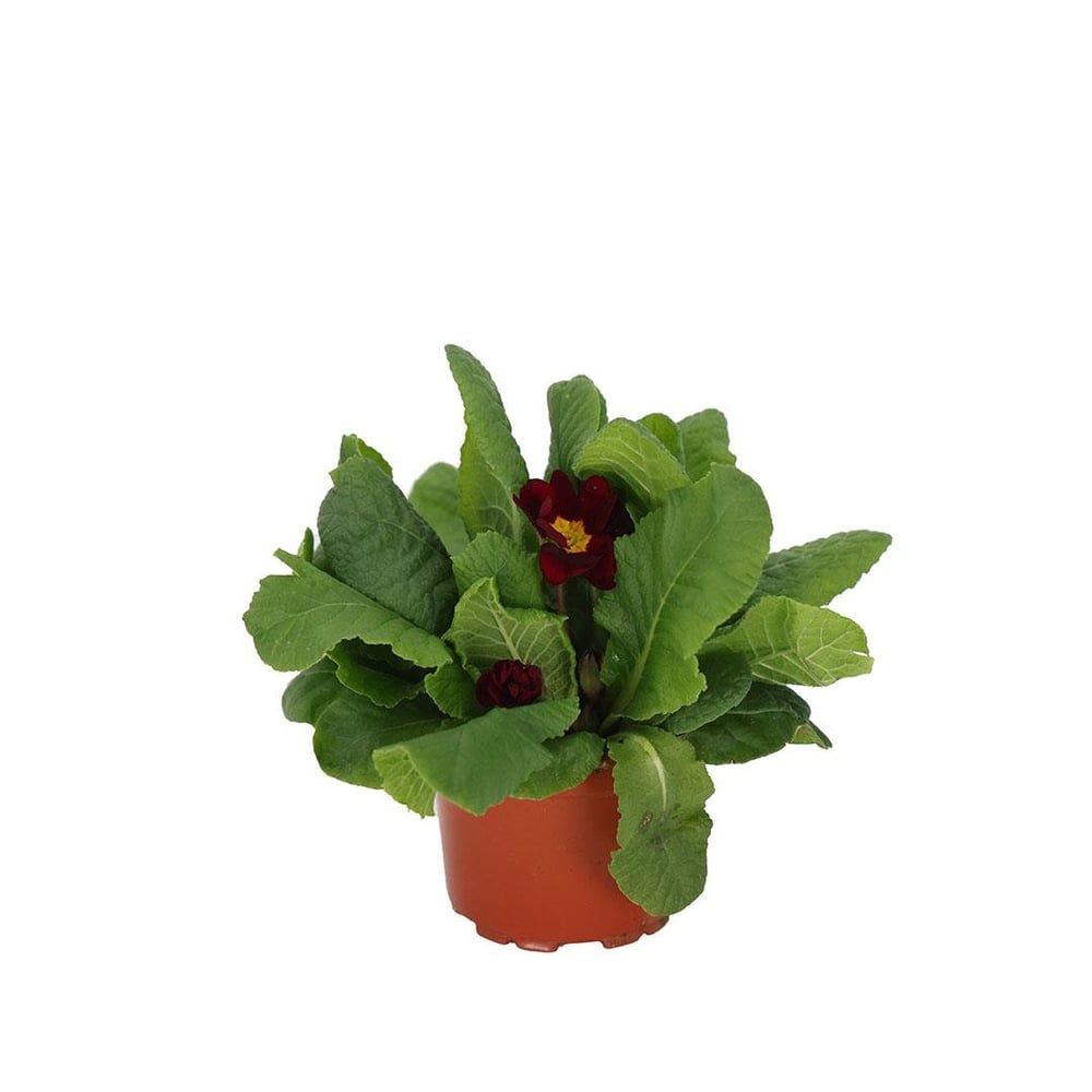 Çuha Çiçeği 10 - 15 Cm