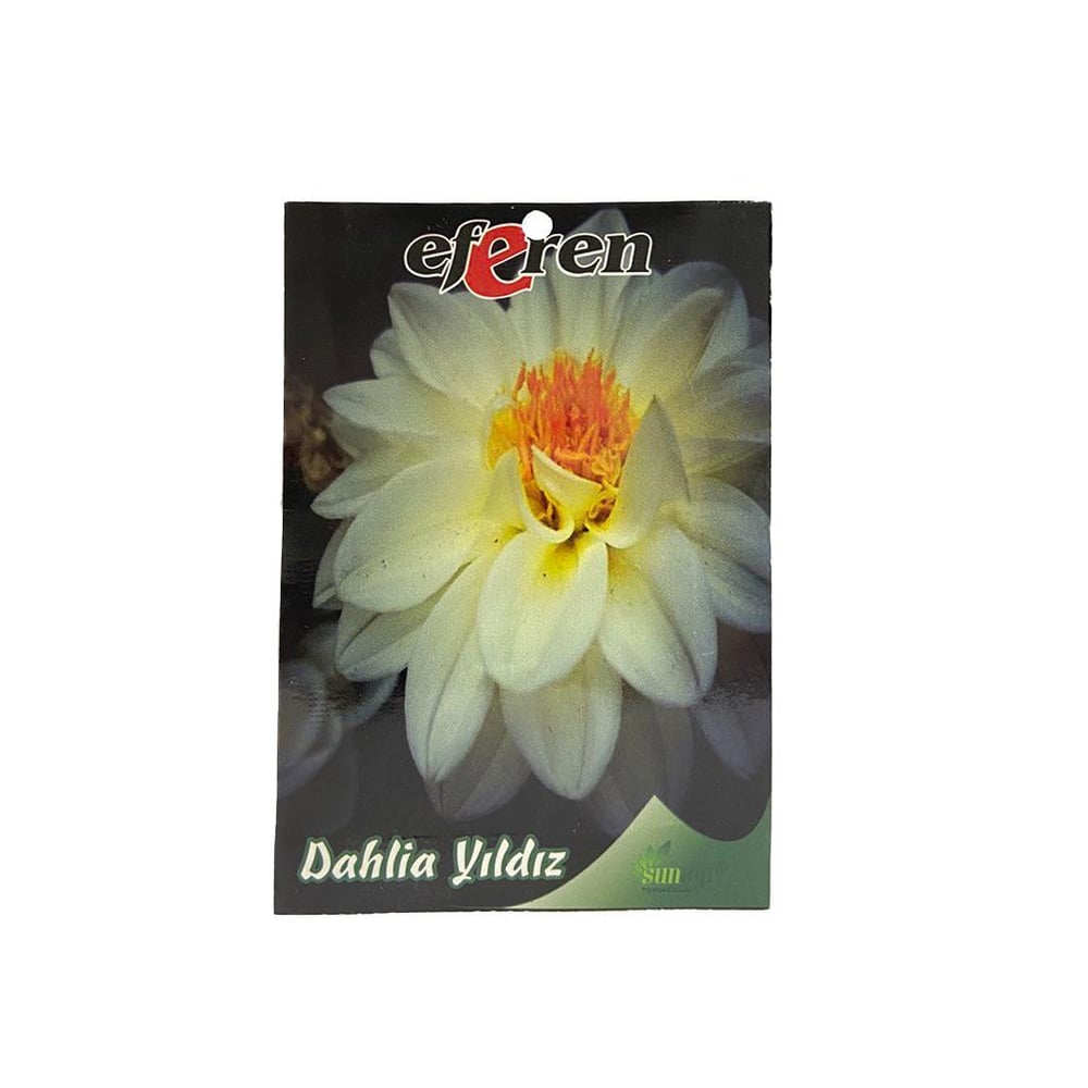 Dahlia Yıldızı Çiçeği Çiçek Tohumu