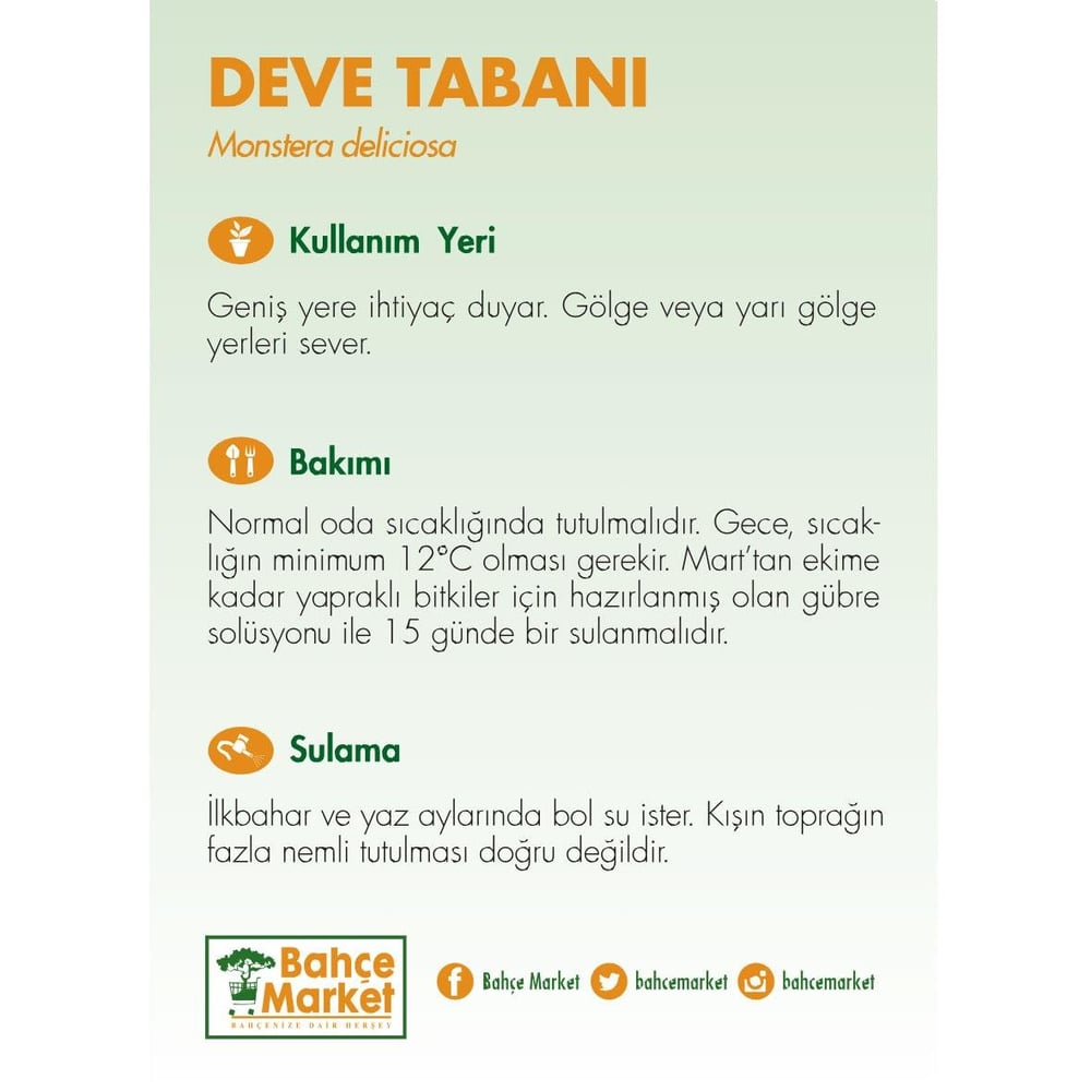 Deve Tabanı Çiçeği 20-30 Cm