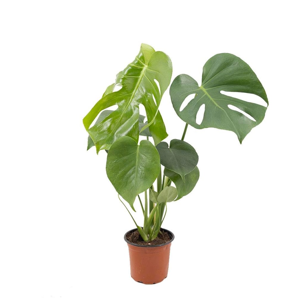 Deve Tabanı Çiçeği 20-30 Cm