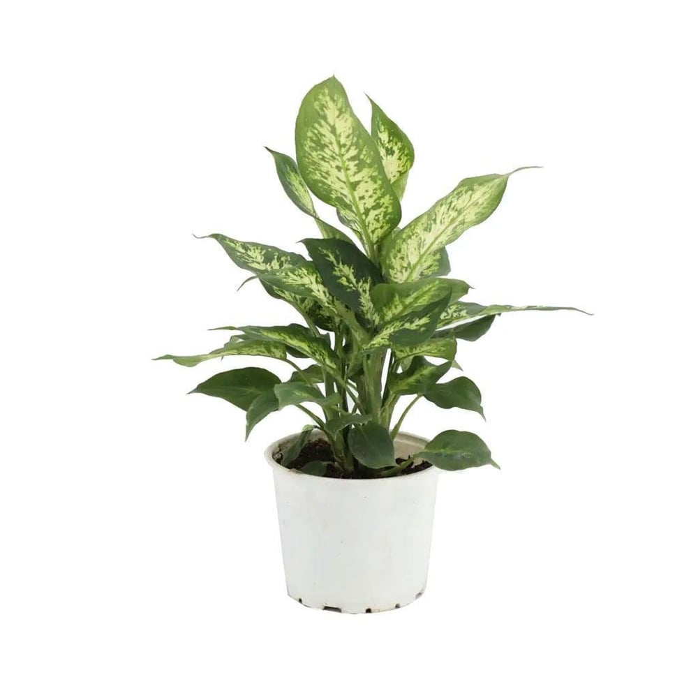 Difenbahya (Dieffenbachia Camilla Compacta) Yeşil