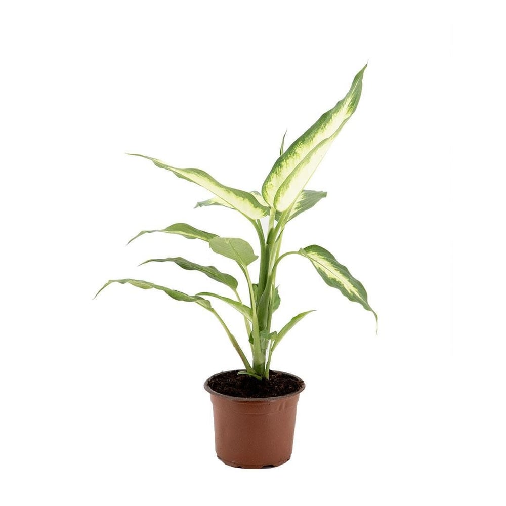 Difenbahya (Dieffenbachia Mars) Yeşil