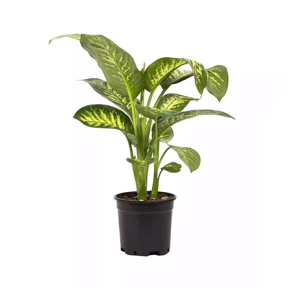 Difenbahya (Dieffenbachia  Tropic Snow) 60-80 Cm Yeşil