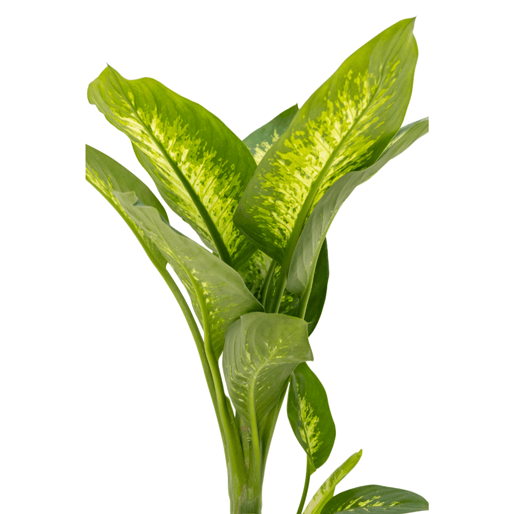 Difenbahya (Dieffenbachia Tropic Snow) 80-100 Cm