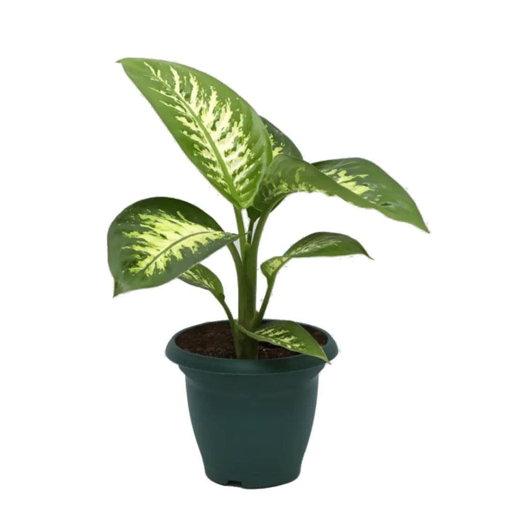 Difenbahya (Dieffenbachia Tropic Snow) Bitkisi - Çap 17 Cm - Boy 40-60 Cm Yeşil