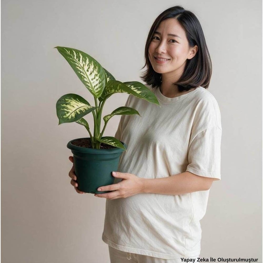 Difenbahya (Dieffenbachia Tropic Snow) Bitkisi - Çap 17 Cm - Boy 40-60 Cm Yeşil