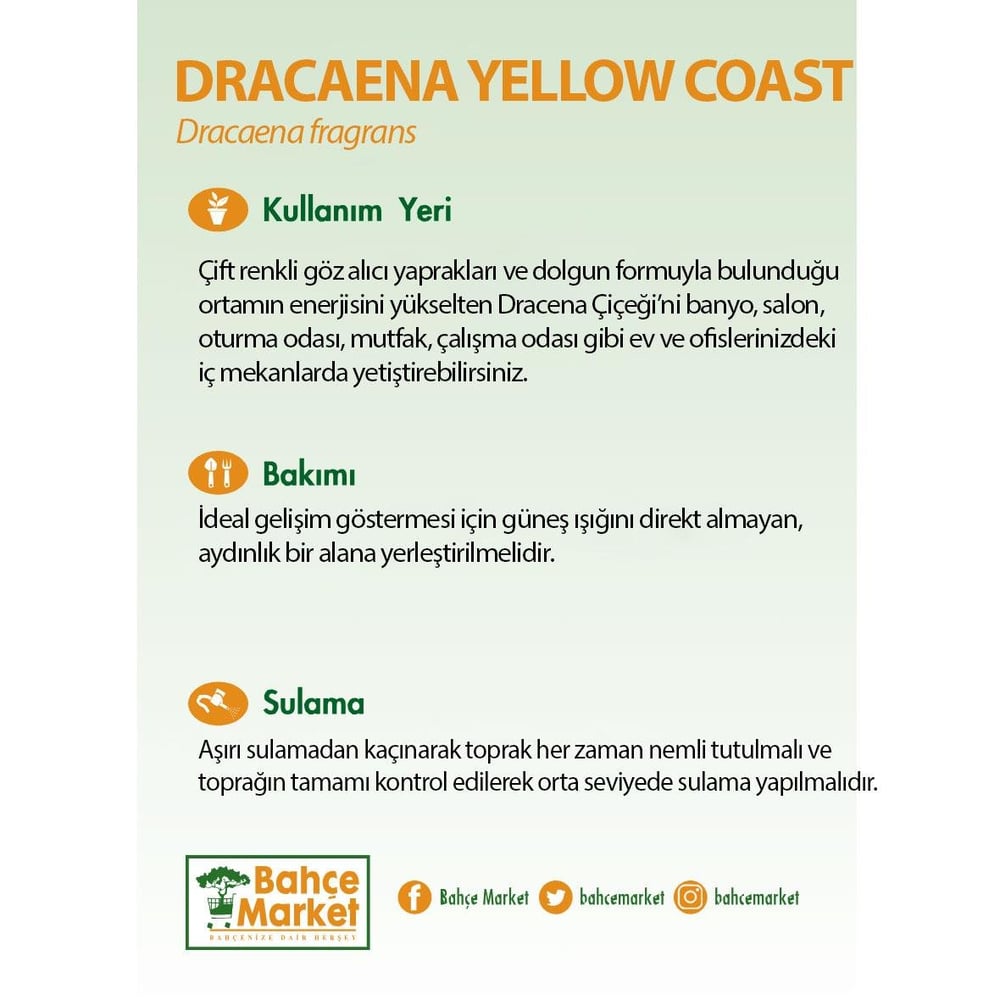 Dracaena Yellow Coast Bitkisi 60 - 80 Cm Yeşil