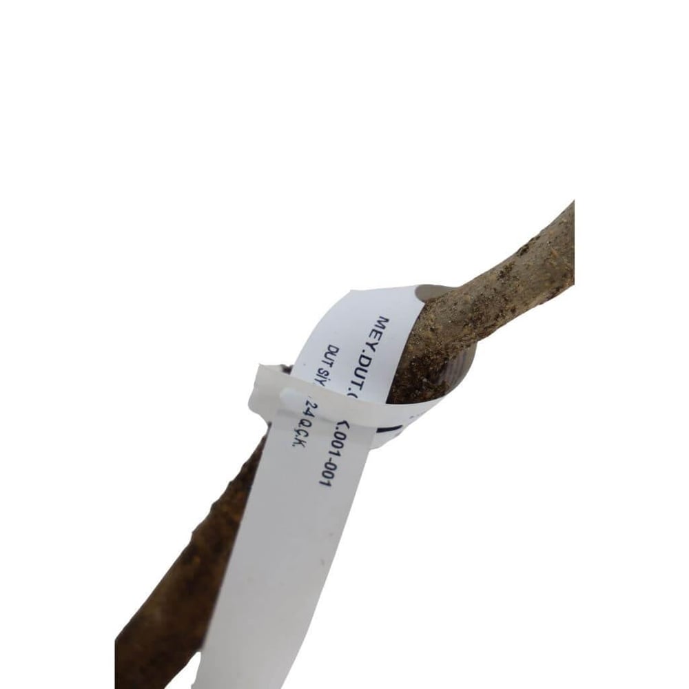 Dut Fidanı Siyah Çıplak Kök