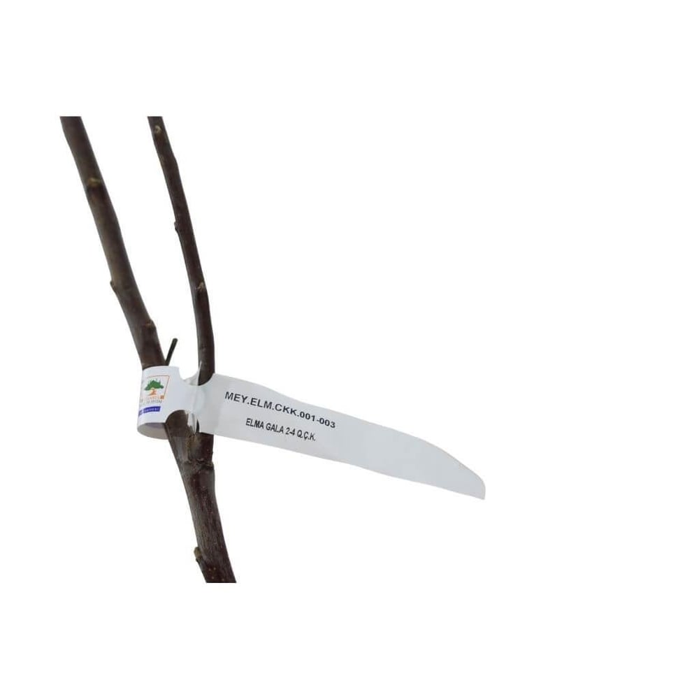 Elma Fidanı Gala Çıplak Kök