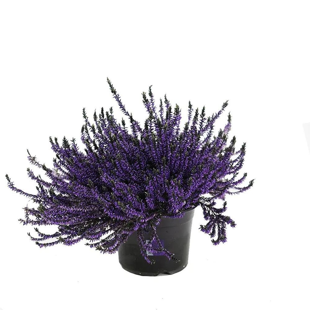 Erica Calluna - Süpürge Çalısı 20 - 30 Cm