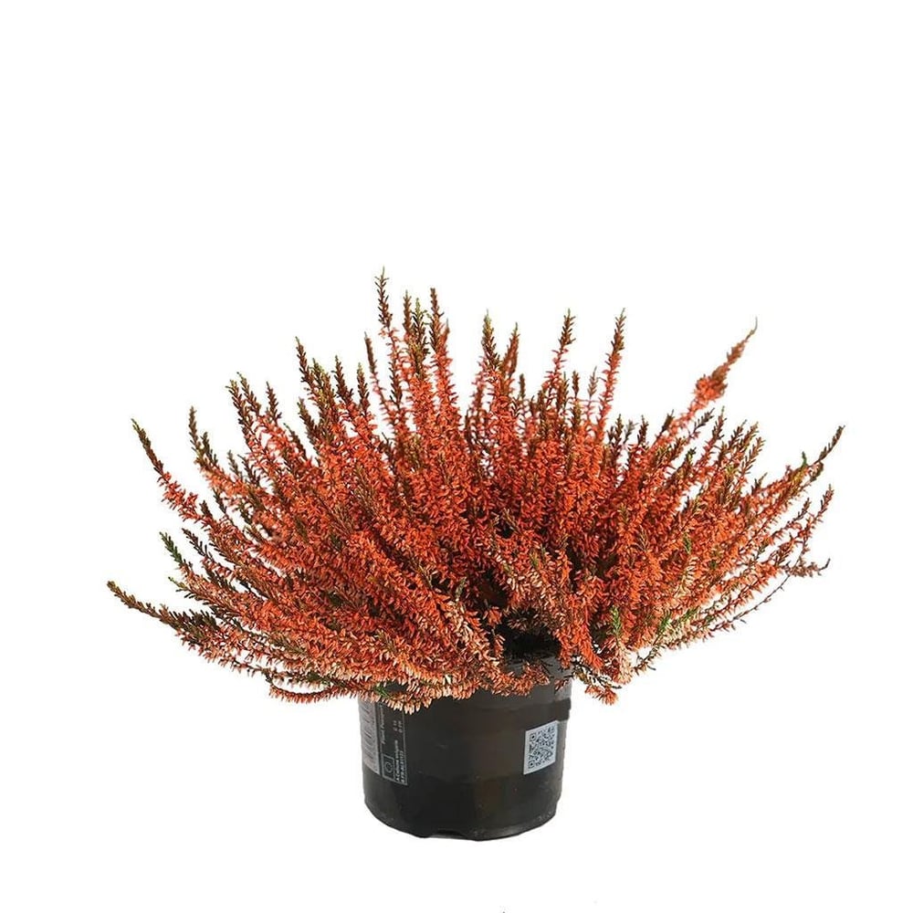 Erica Calluna - Süpürge Çalısı 20 - 30 Cm