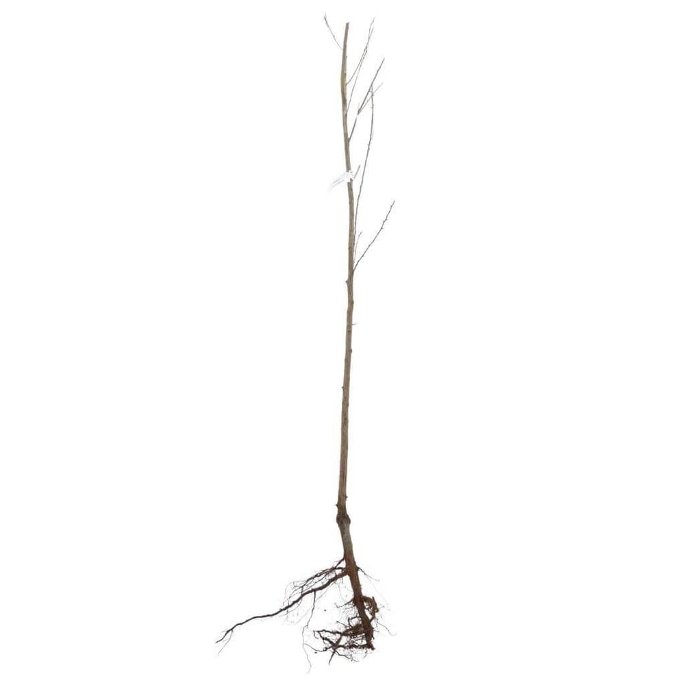 Erik Fidanı Mürdüm Çıplak Kök