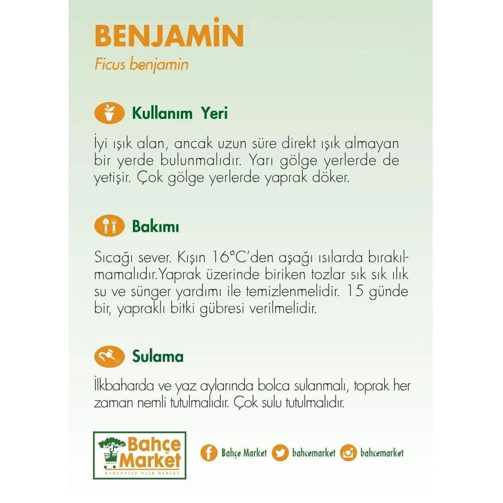 Ficus Benjamina Natasja Yeşil