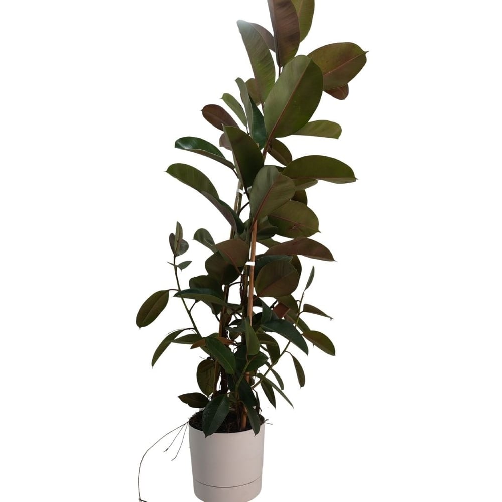 Ficus Elastica 2li