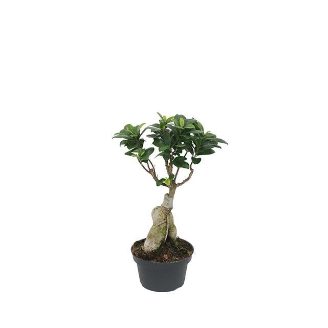 Ficus Gingseng - Bonsai Ağacı 30 cm