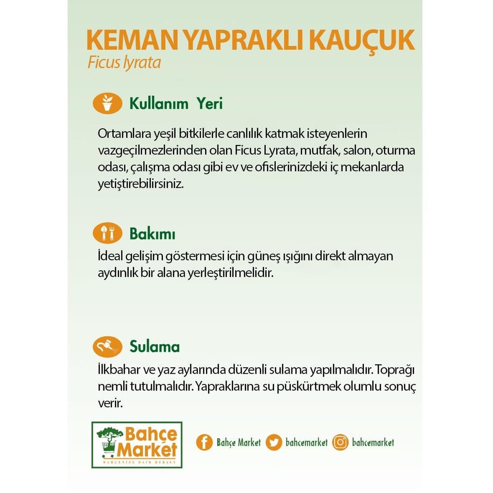 Ficus Lyrata - Keman Yapraklı Kauçuk 60-80 Cm