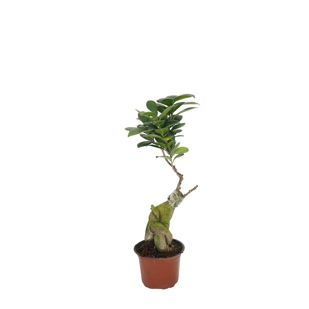 Ficus Microcarpa Ginseng (Bonsai)