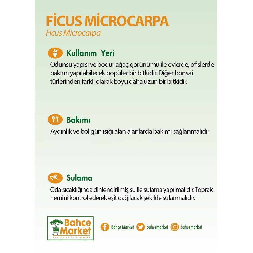 Ficus Microcarpa Ginseng (Bonsai)