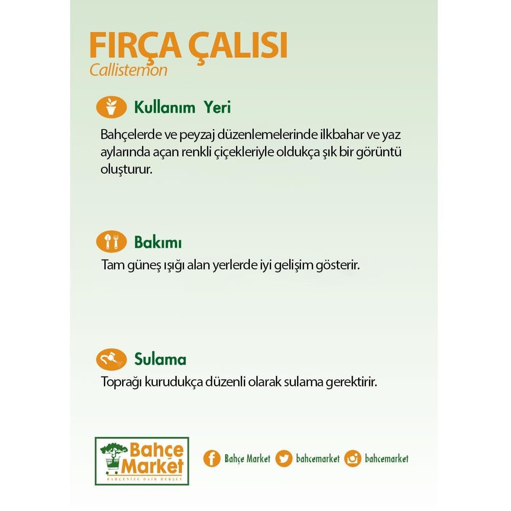 Fırça Çalısı Bitkisi 30-40 Cm