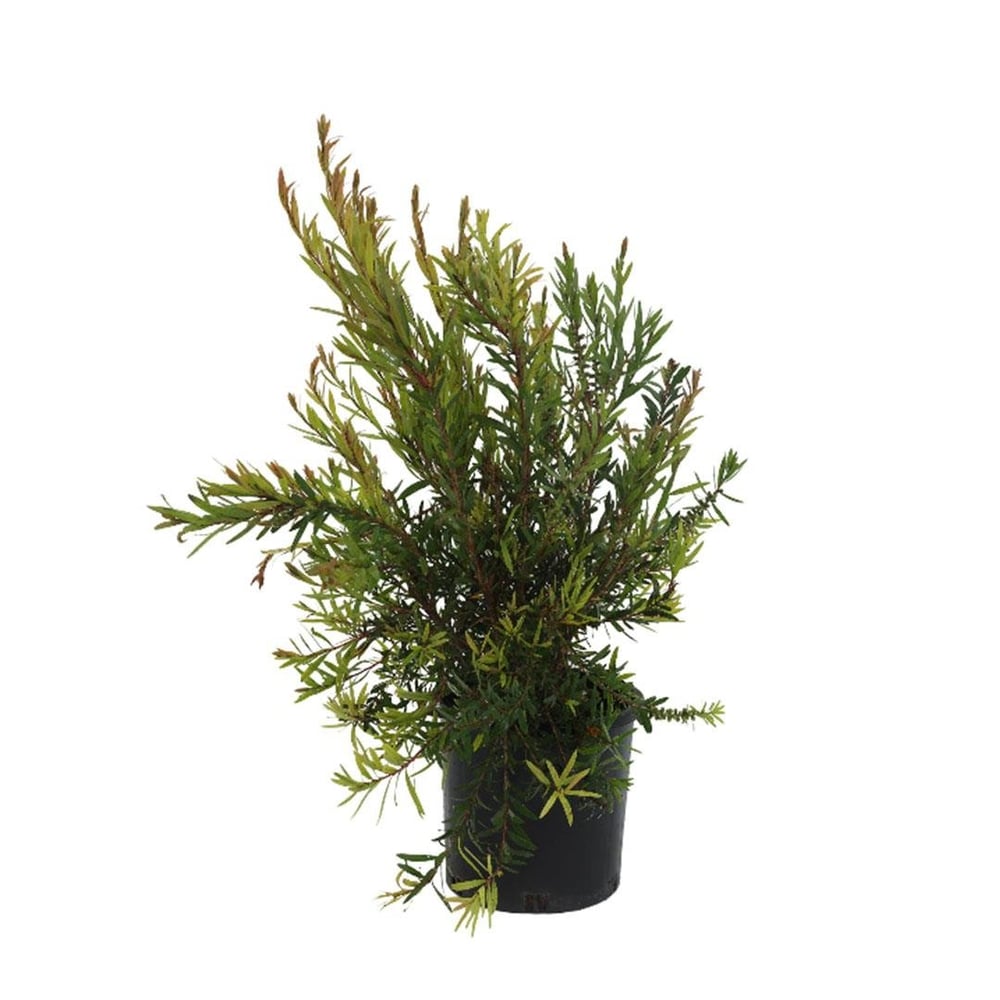 Fırça Çalısı Bitkisi 30-40 Cm