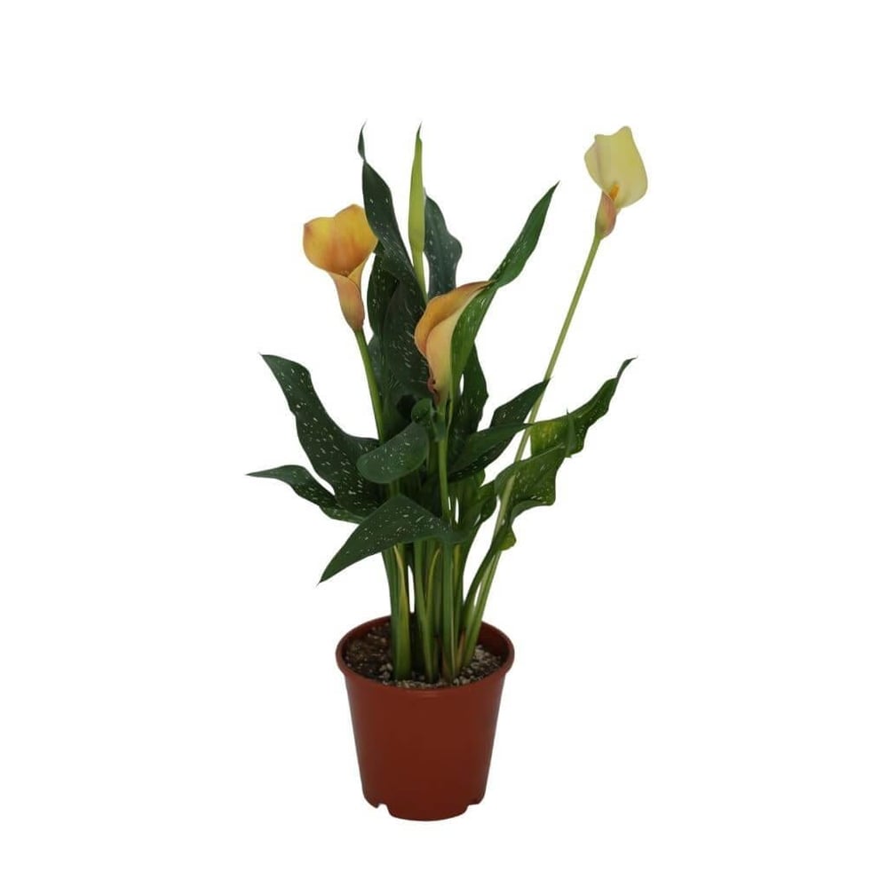 Gala Çiçeği 30-40 cm