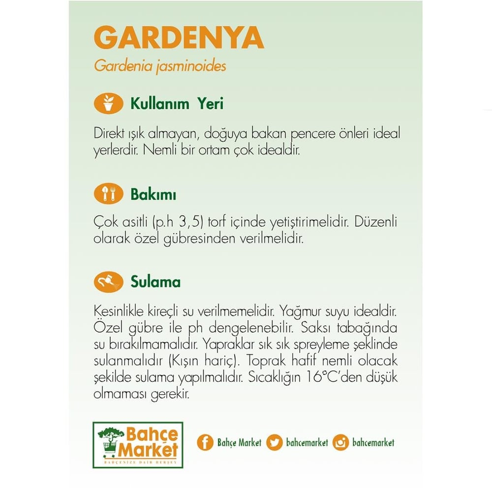 Gardenya Çiçeği