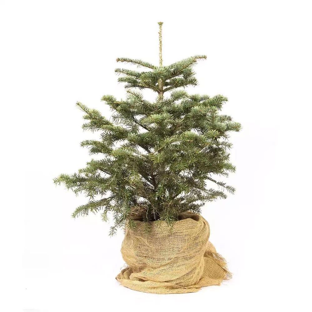 Göknar Uludağ 80-100 Cm Yeşil