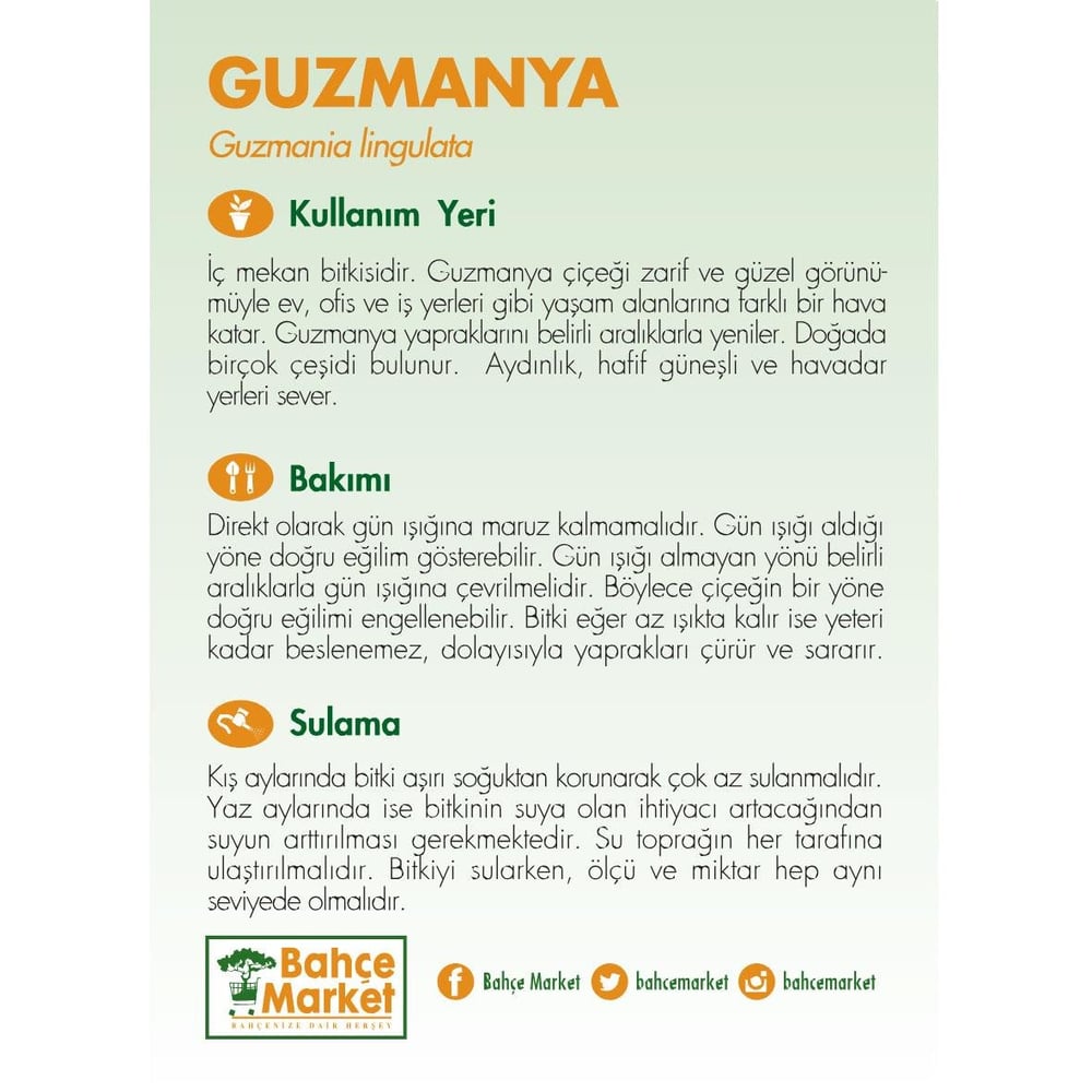 Guzmanya Hope Çiçeği 20-40 Cm